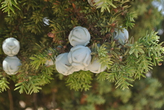 Juniperus drupacea
