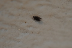 Lepidopsocidae