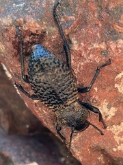 Cryptoglossa variolosa