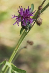Centaurea scabiosa adpressa