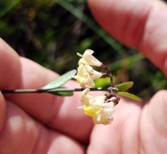 Chiococca parvifolia