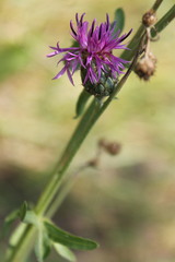 Centaurea scabiosa adpressa