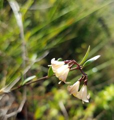 Chiococca parvifolia
