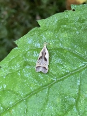 Dichomeris bilobella