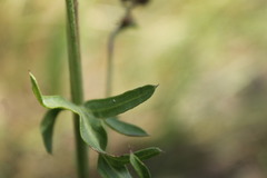 Centaurea scabiosa adpressa