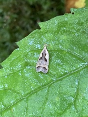 Dichomeris bilobella