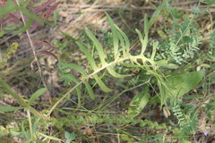 Centaurea scabiosa adpressa