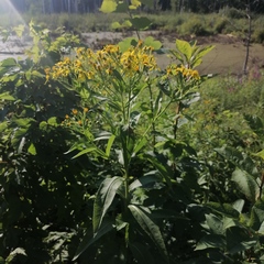 Senecio sarracenicus