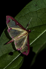 Cadarena pudoraria