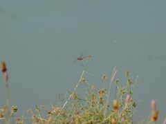 Dromogomphus
