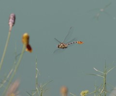 Dromogomphus