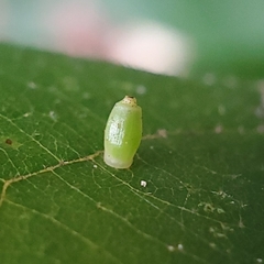 Caryomyia urnula