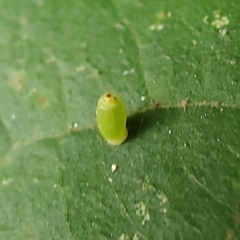 Caryomyia urnula