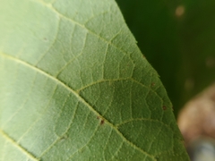 Caryomyia urnula