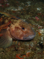 Rathbunella hypoplecta