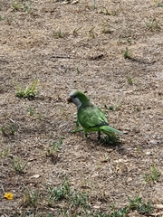 Myiopsitta monachus