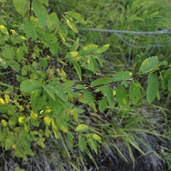 Spiraea media