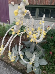 Verbascum bombyciferum