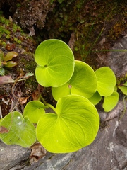 Parnassia asarifolia