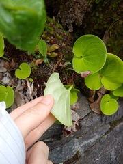 Parnassia asarifolia