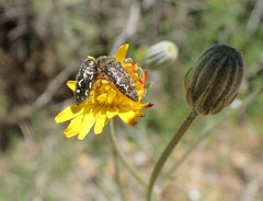 Acmaeodera retifera