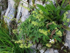 Alchemilla plicatula