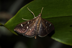 Pramadea ovialis
