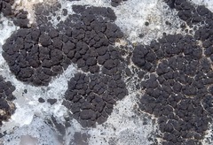 Clavascidium lacinulatum