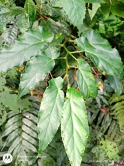 Begonia incarnata