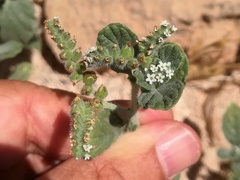 Heliotropium supinum