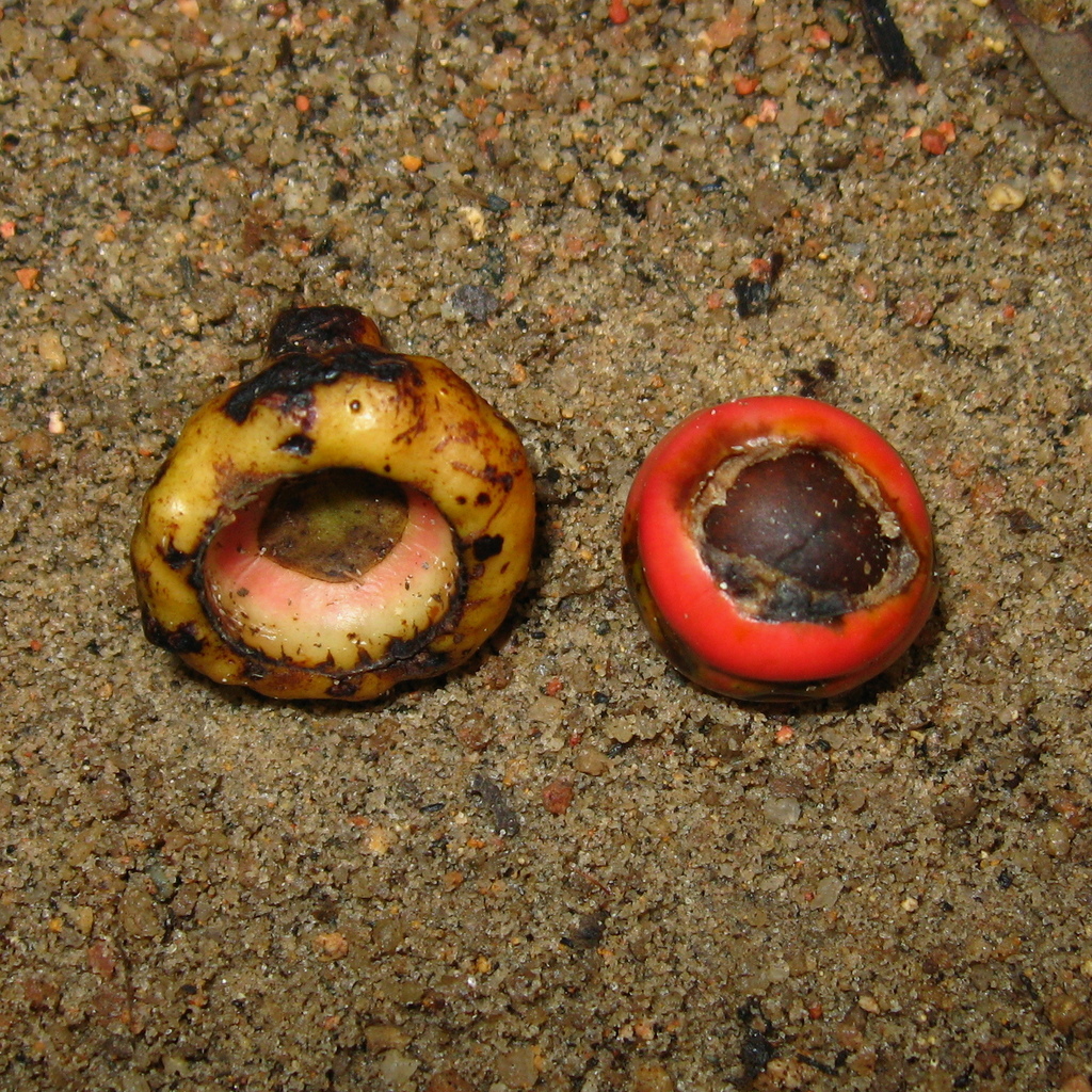 Litsea machilifolia (Litsea machilifolia)