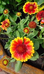 Gaillardia × grandiflora