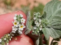 Heliotropium supinum