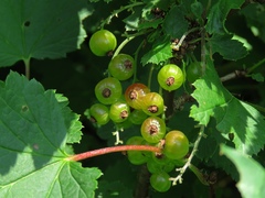 Ribes petraeum