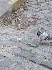 Columba livia