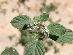 Heliotropium supinum