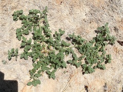 Heliotropium supinum