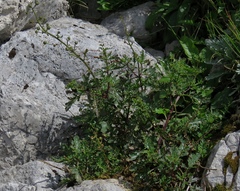 Scrophularia heterophylla