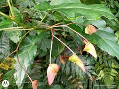 Begonia incarnata