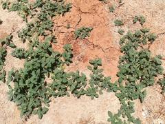 Heliotropium supinum