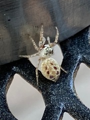 Salticidae