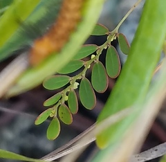Phyllanthus pentaphyllus
