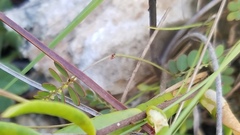 Phyllanthus pentaphyllus