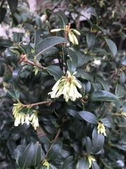 Osmanthus × burkwoodii