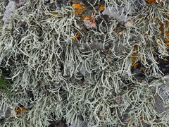 Ramalina siliquosa
