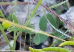 Piriqueta cistoides subsp. caroliniana image
