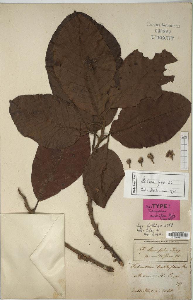 Litsea grandis (Litsea grandis)