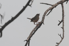 Prinia sylvatica