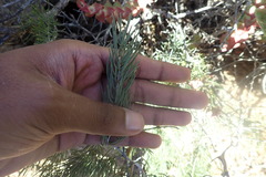 Asparagus crassicladus