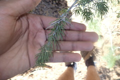 Asparagus crassicladus